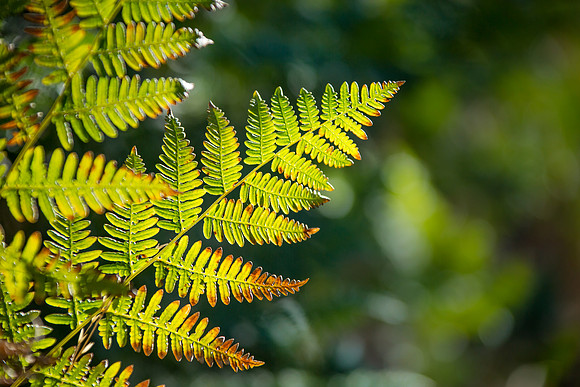 Jade and Light: Fern of Fancy