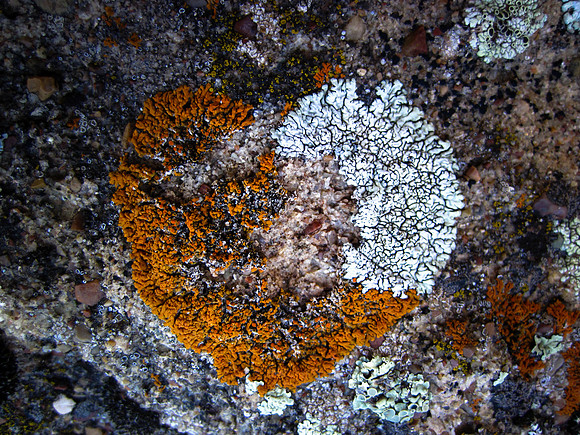 Lichen in Love