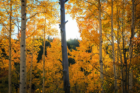 Through the Trees