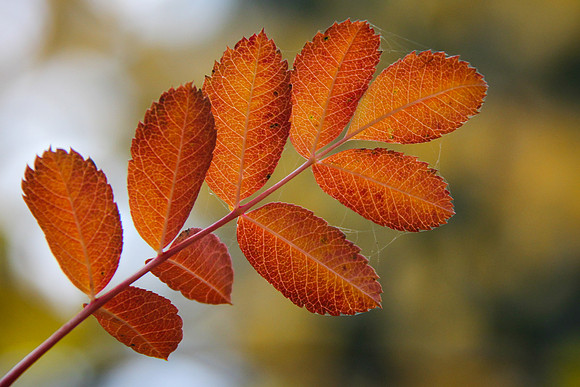 Leaf, Me Alone