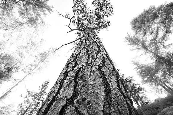 Jeffrey Pine in Monochrome