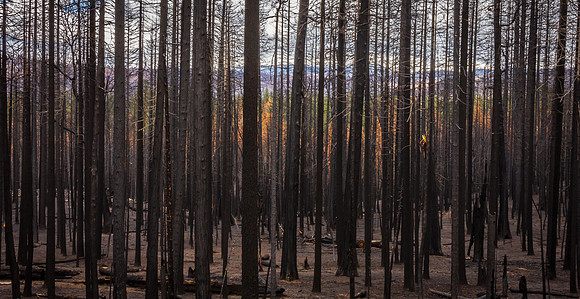 Rim Fire Aftermath