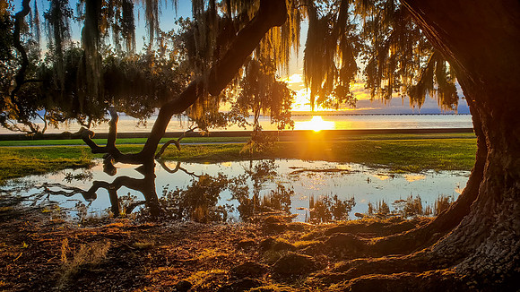 Mandeville Oak at Sunset