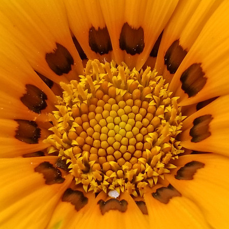 Golden Mandala