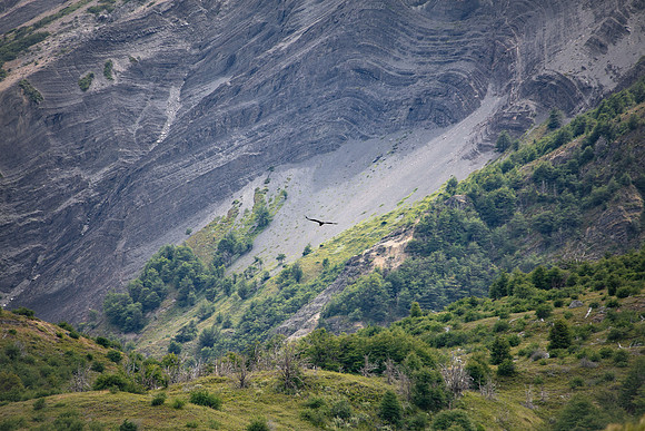 Condor and the Cliffs