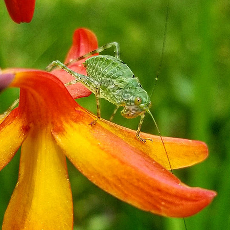 The Flower Inquisitor