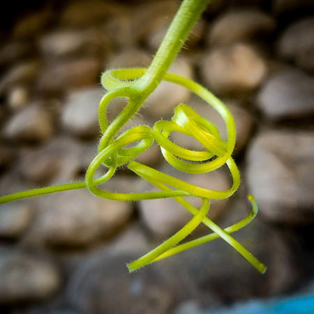 Tendril Sensuality
