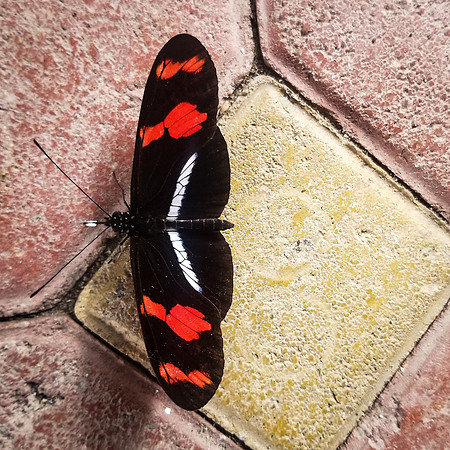 Yahanua Visitor