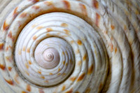 Golden Spiral