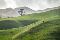 Pasture near Wharariki Beach