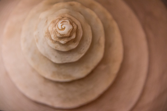 Concentric