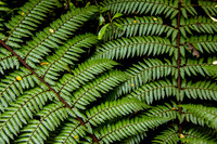 Converging Ferns