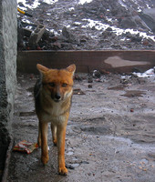 Cotopaxi Fox