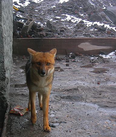 Cotopaxi Fox