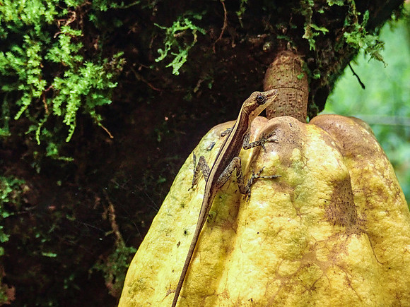 Pura Vida-030049