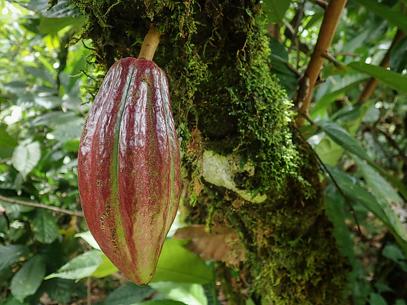 Pura Vida-030028