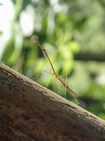 Pura Vida-070207