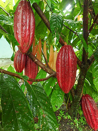 Pura Vida-050152
