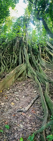 Pura Vida-061019