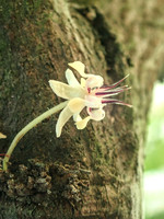Pura Vida-030033
