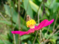 Pura Vida-030014