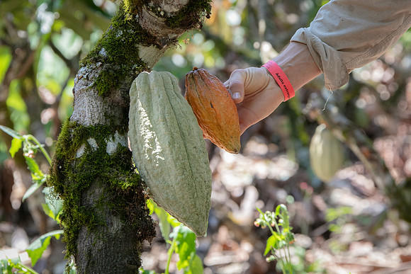 Pura Vida-2161