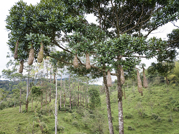 Pura Vida-0372