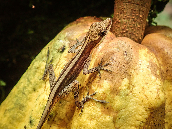 Pura Vida-030052
