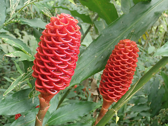 Pura Vida-030019