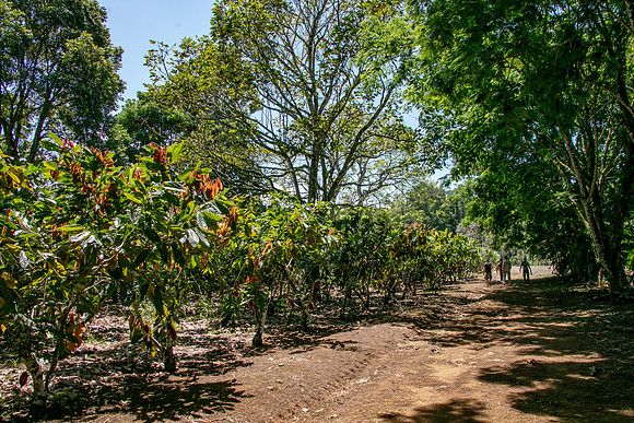 Pura Vida-2155