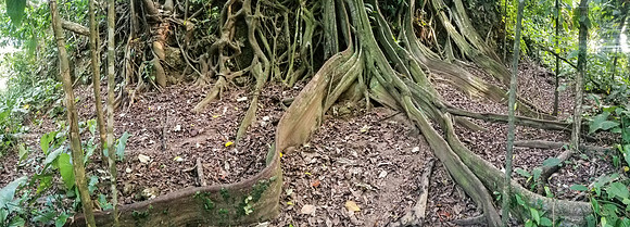 Pura Vida-060925