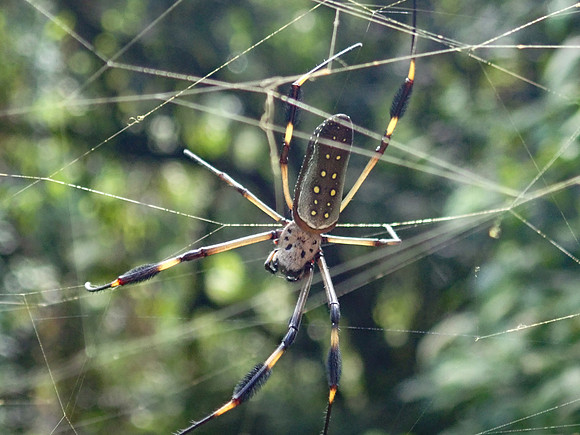 Pura Vida-070226