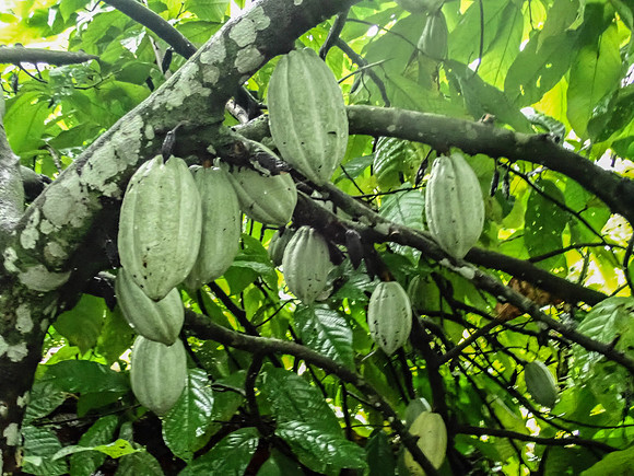 Pura Vida-050167