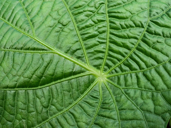 Pura Vida-030064