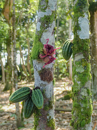 Pura Vida-090279