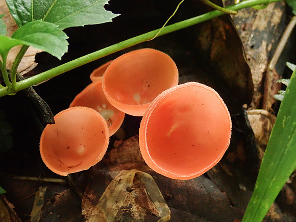 Pura Vida-030048