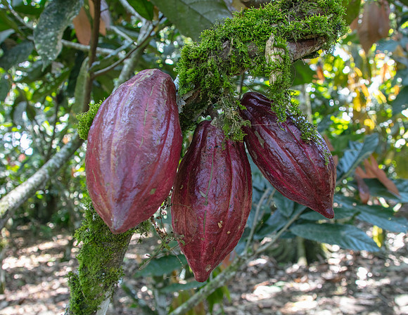Pura Vida-2154