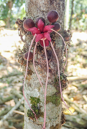 Pura Vida-090276