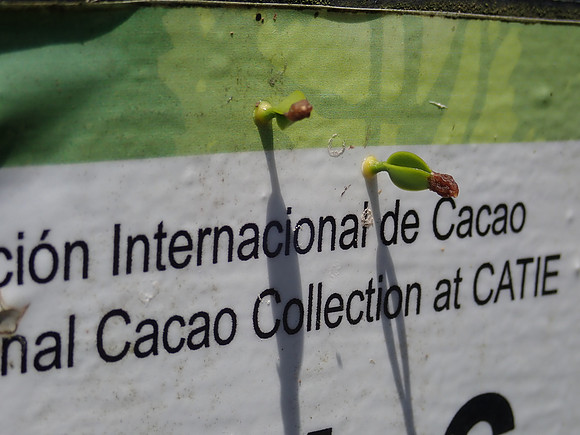 Pura Vida-090263