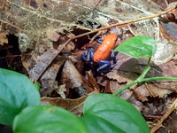 Pura Vida-030022