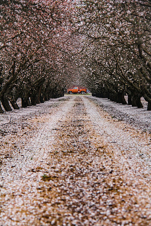 Central Valley Orchard with Farm Truck