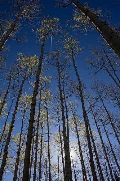 Morning Aspens