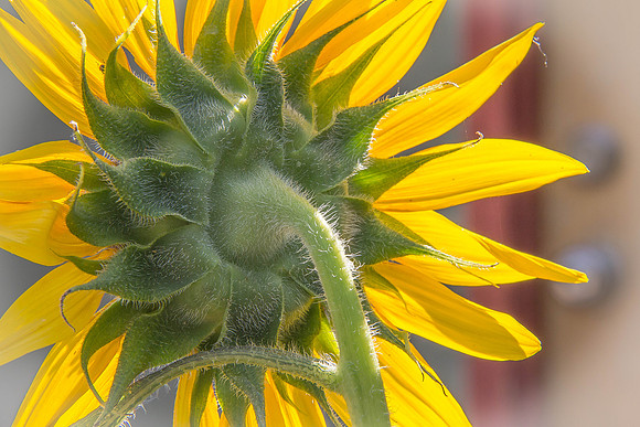 Backyard Sunflower and Honey Bee