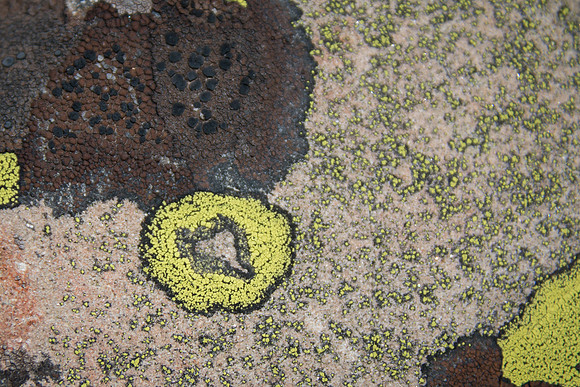 Lichen Heart