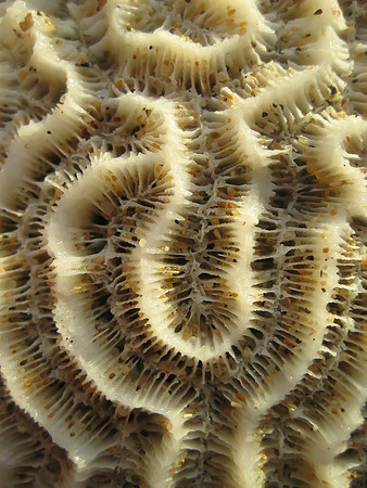 Puerto Rican Brain Coral