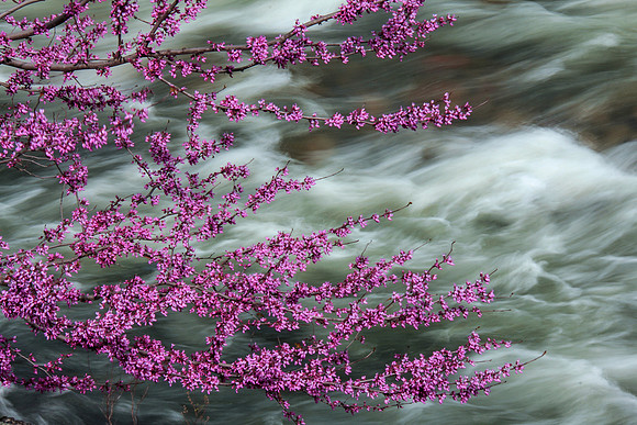 Redbud over the Merced River