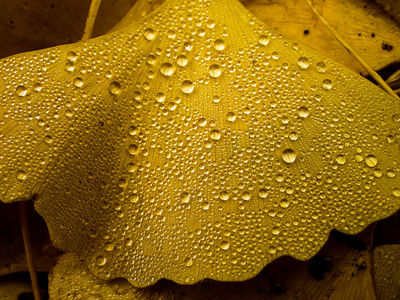 Ginko Below #2
