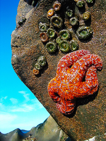 Olympic Coast Intrigue