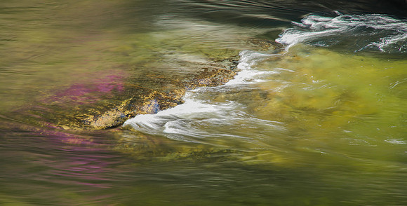 Redbud Ripple