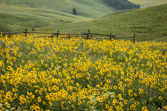 Field, Fence, Flowers